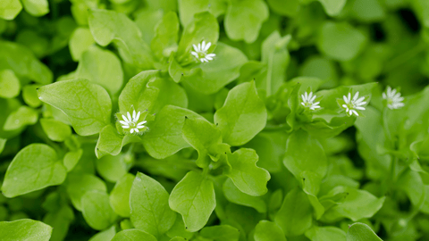 Early Spring Salad Mix