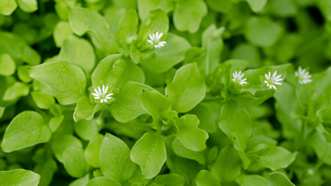 Early Spring Salad Mix
