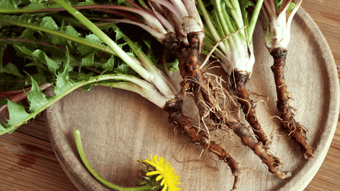 Whole Dandelion Plants