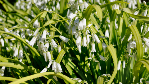 Three cornered leeks