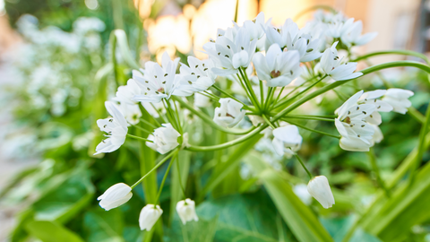Connect With Spring