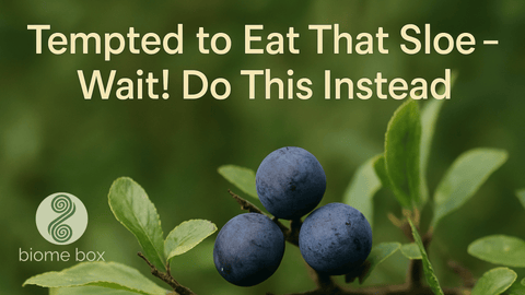 Tempted to Eat That Sloe – Wait! Do This Instead!