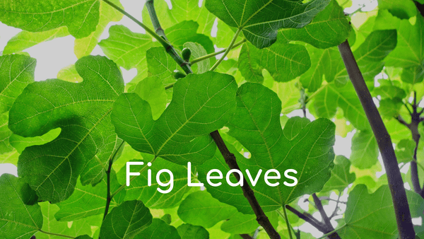 Fig Leaves