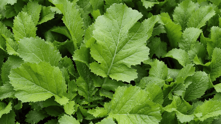 Wild mustard greens with tender leaves growing in a garden