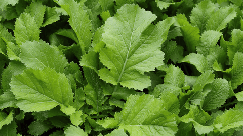Mustard Greens: The Peppery Leaf