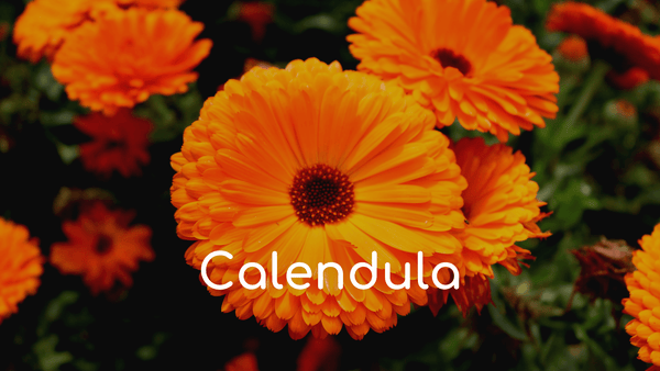 Calendula Flowers