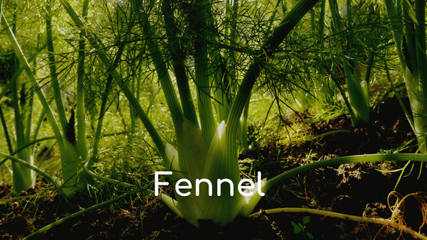 Fennel