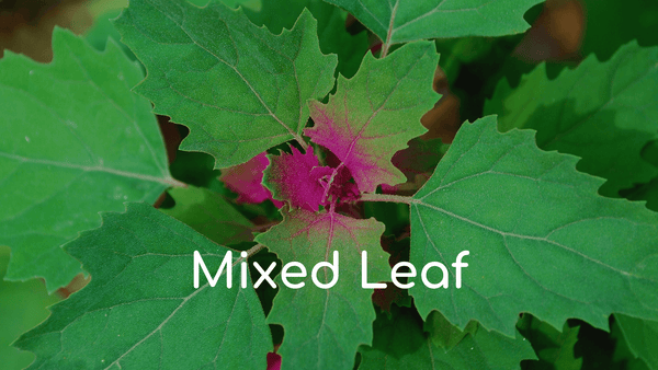 Mixed Leaf (Orache and parsley)