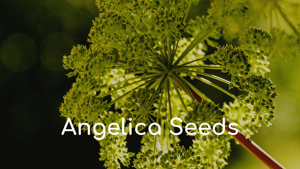 Angelica Seeds