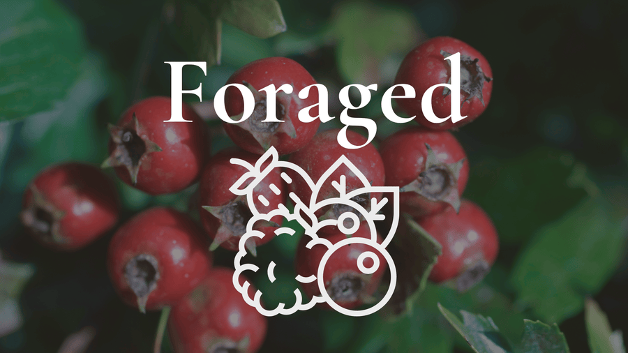 Red hawthorn berries with the word Foraged