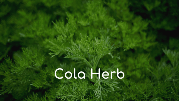 Cola Herb