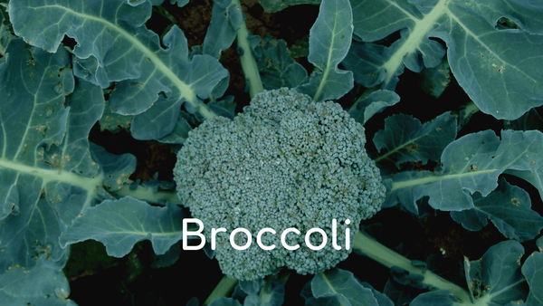 Broccoli