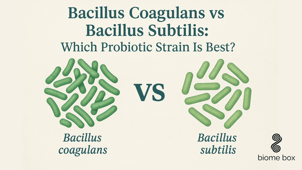 Bacillus Coagulans vs Bacillus Subtilis: Which Probiotic Strain Is Best?
