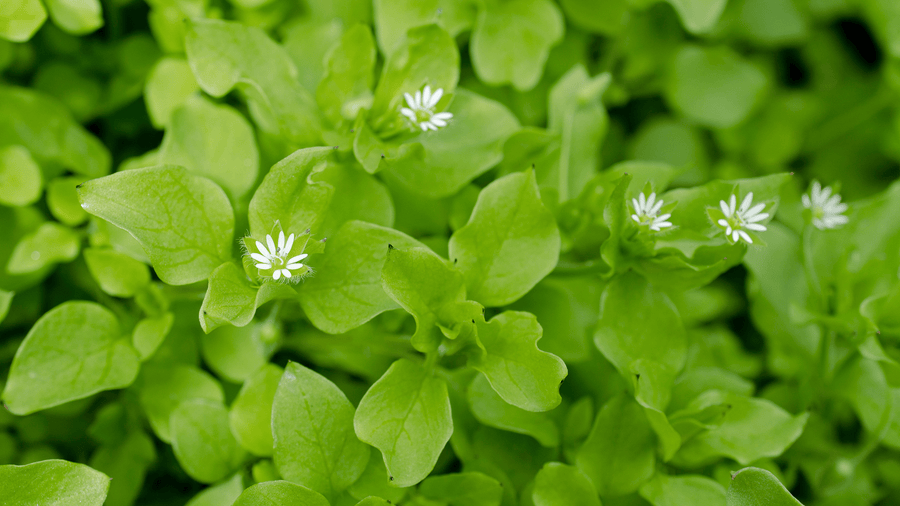Bright green chickweed with small white star-shaped flowers