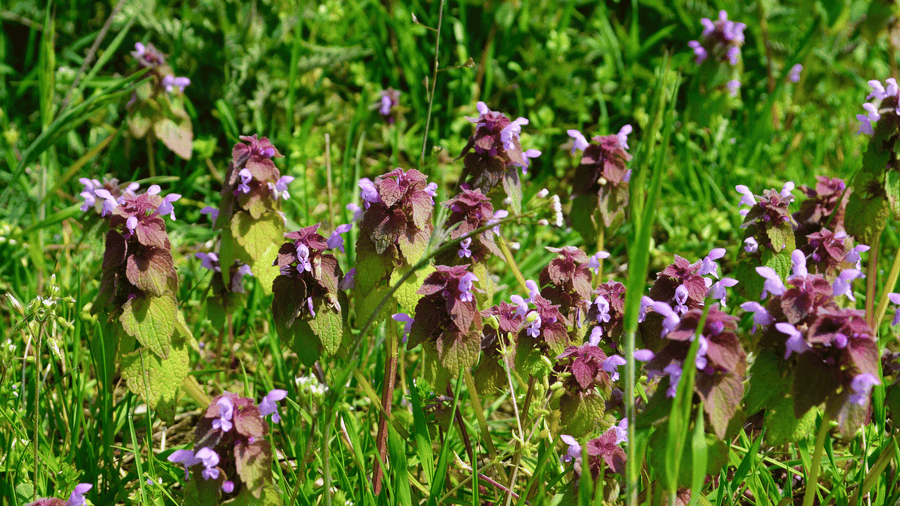 Purple red dead-nettle flowering in grass