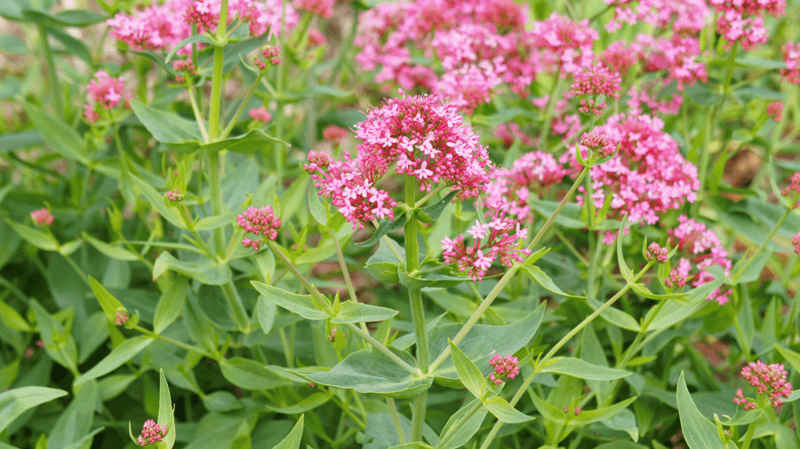Pink red valerian flowers growing in a perennial bed