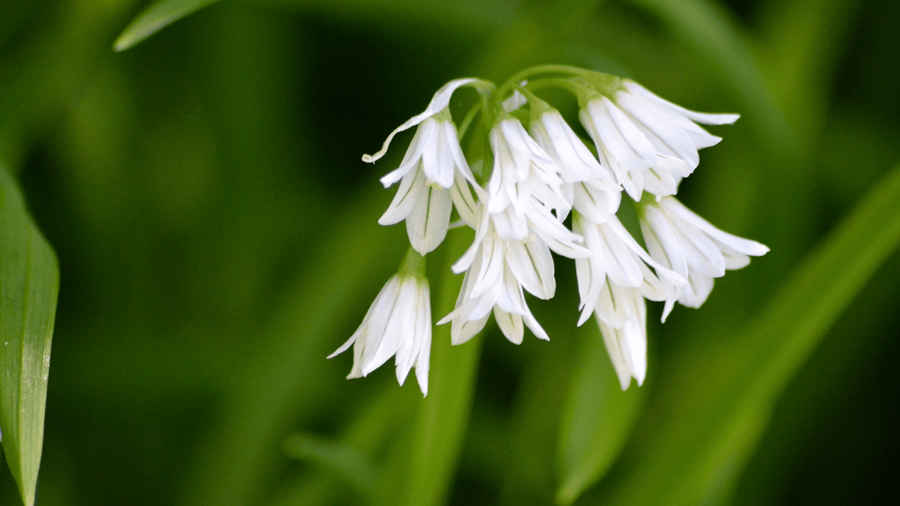 White bell-shaped three-cornered leek flowers