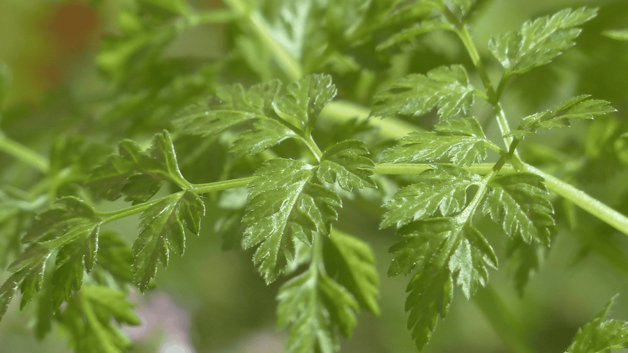 Wild chervil growing in a meadow with delicate green leaves