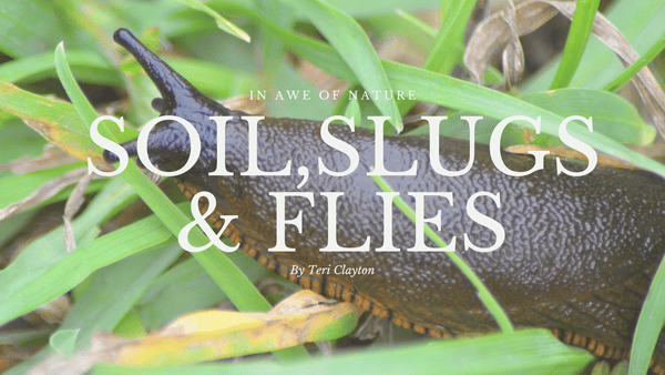 Appreciating Soil, Slugs, Flies and Pigeon Poo