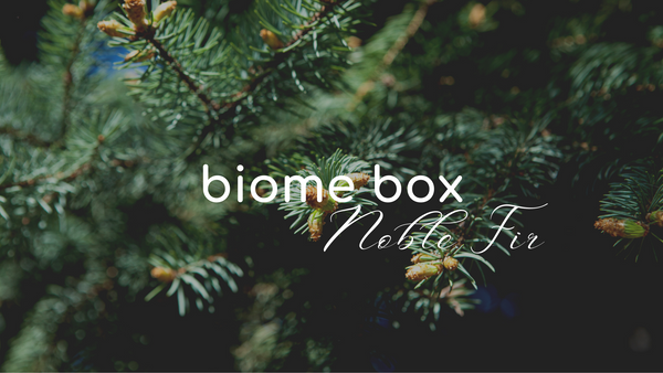 Noble Fir