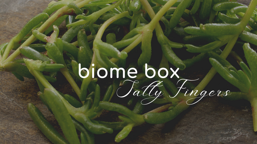 Fresh green salty fingers, a succulent sea vegetable – Biome Box