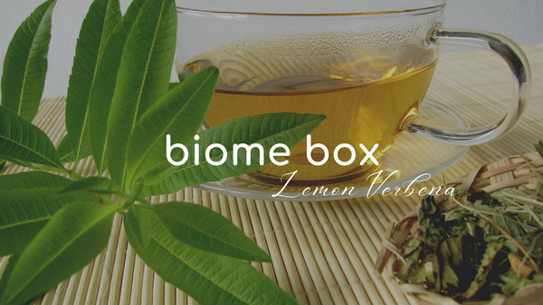 Lemon Verbena