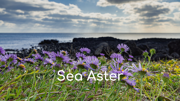 Sea Aster