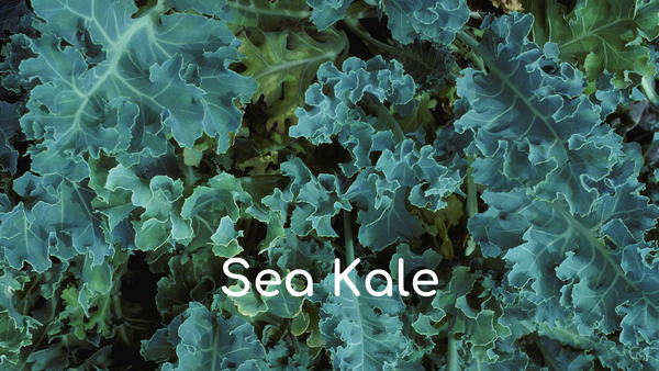 Sea Kale