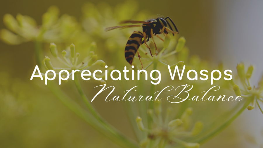 Wasp on a flower head – Appreciating Wasps, Natural Balance