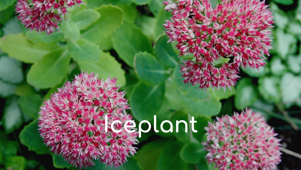 Iceplant