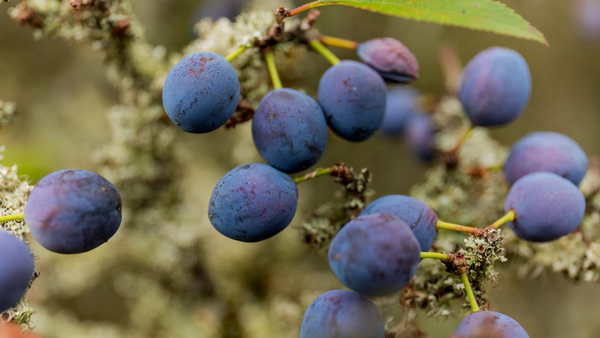 Sloe berries