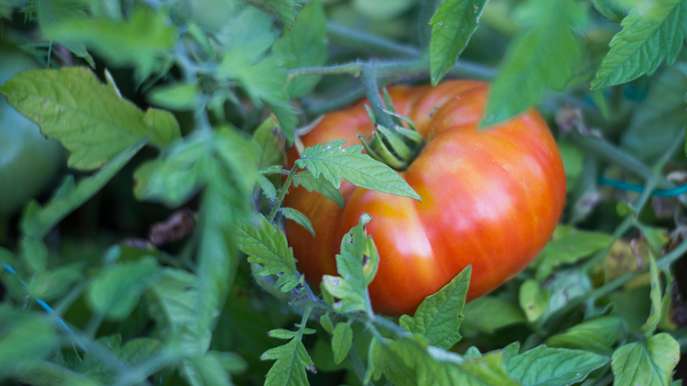 Beef Tomato