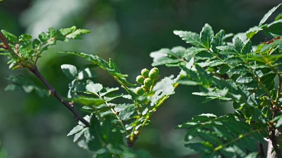 Green leafy shrub with clusters of small unripe berries
