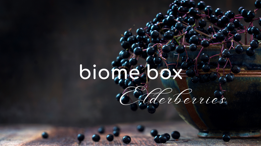 Dark elderberries on the stem – Biome Box Elderberries