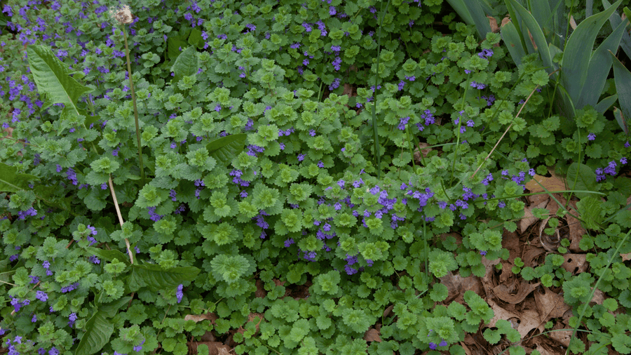 Ground cover of wild violets and green leaves in winter