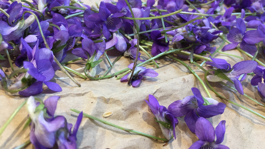 Purple wild violets scattered on stone for a spring salad mix