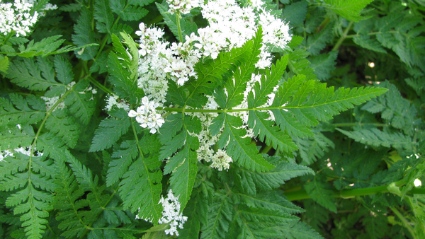 Sweet Cicely