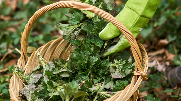 Fresh Stinging Nettles (Don't handle with bare hands)