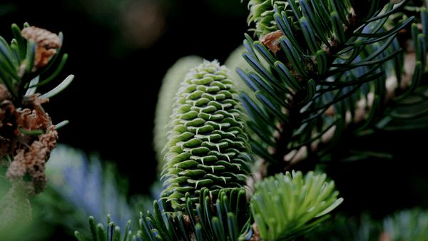 Fraser Fir Cones