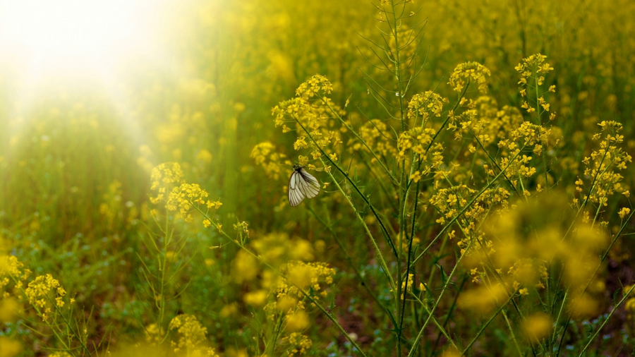 Yellow black mustard flowers in a sunlit field