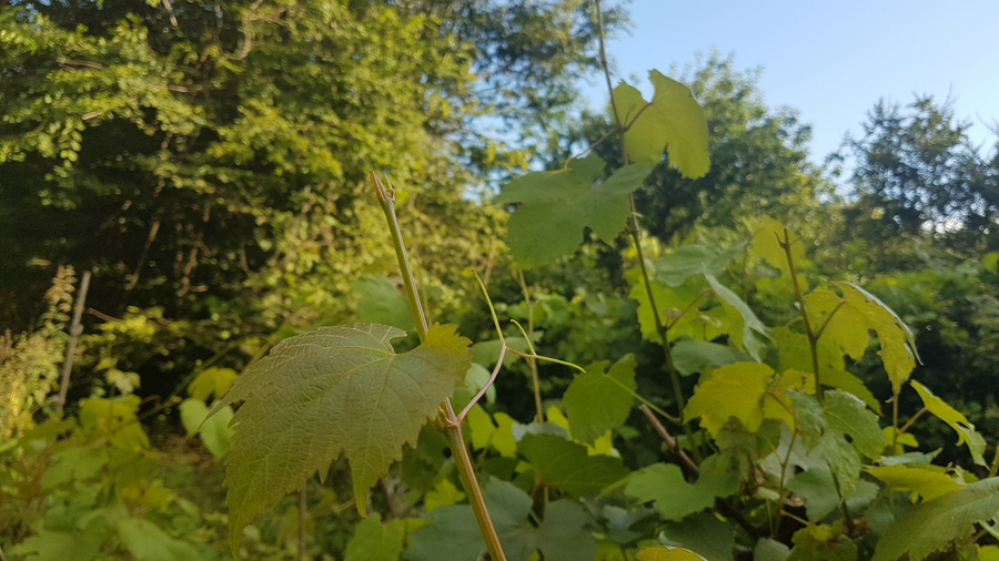 Young vine leaves growing in dappled summer light