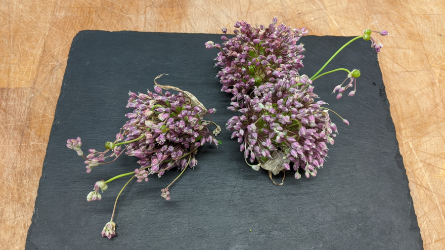 Babington leek flower heads on a slate board