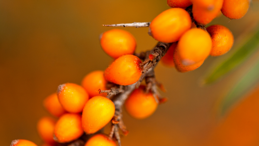 Bright orange sea buckthorn berries clustered on a branch