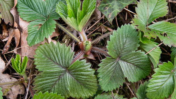 Wild Strawberry and Mint leaf Tea
