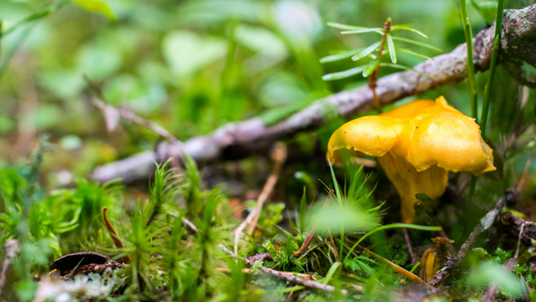 Wild Girolle Mushrooms