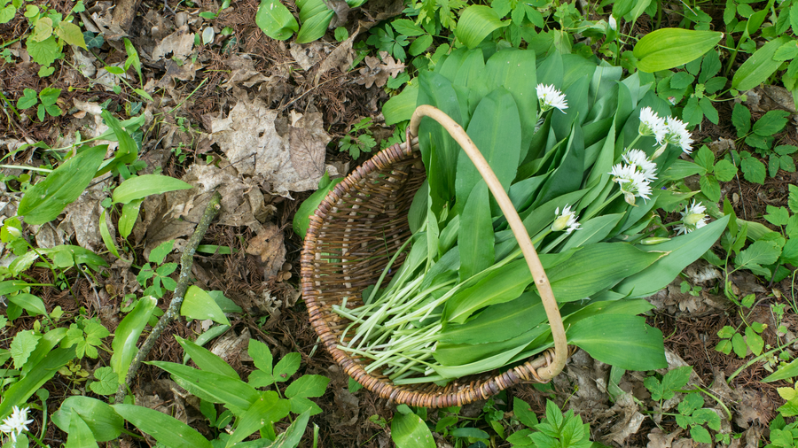 Basket of freshly picked wild garlic leaves and white flowers on a woodland floor