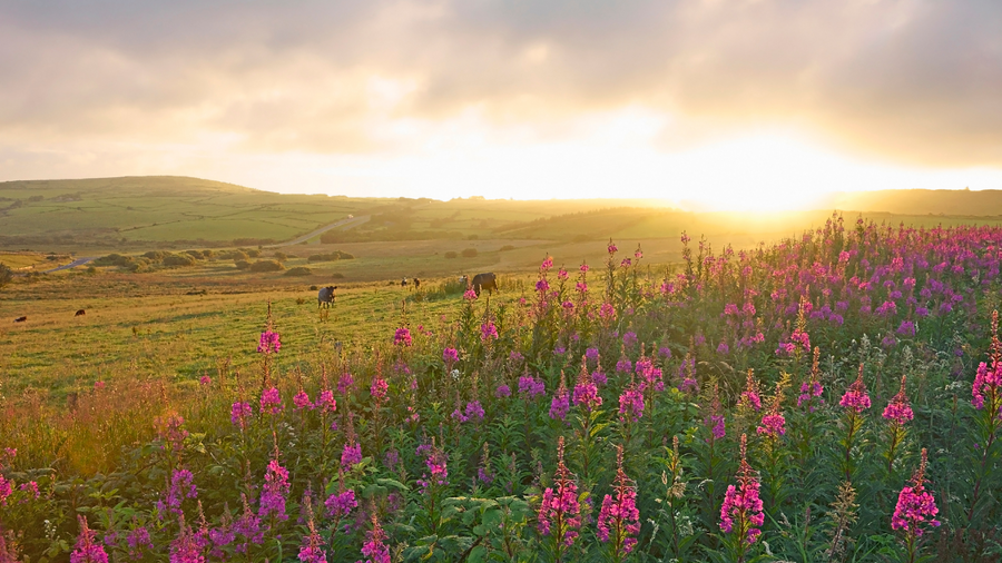 Field of pink rosebay willowherb in flower at sunset