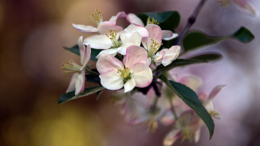 Pale pink apple blossom on a branch for wild blossom tea