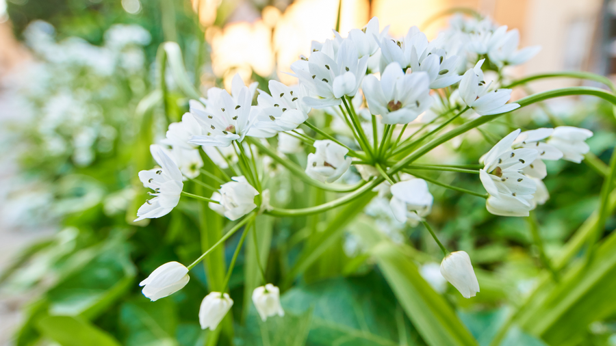 White wild garlic flowers in spring sunshine