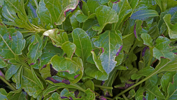 Super-power wild greens